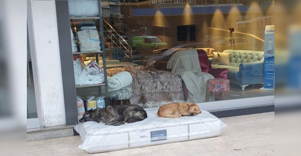 Captan a perritos callejeros durmiendo en el colchón más cómodo afuera de una tienda de muebles