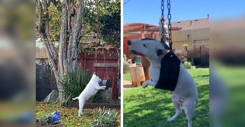 Graban a una perrita durante horas en el columpio del patio trasero