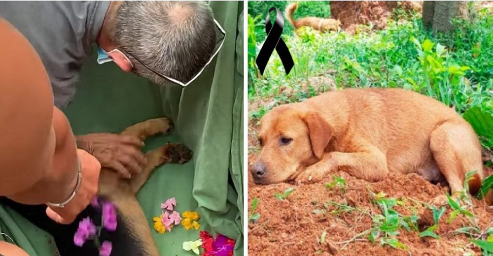 Cachorro se niega a dejar la tumba de su hermanito atropellado y todo el pueblo llora su partida