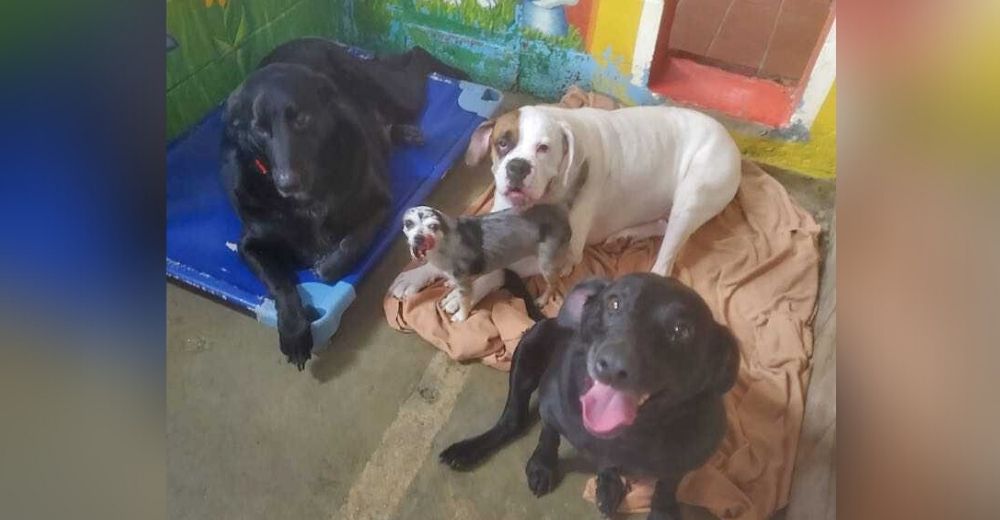 El drama de 4 perritos de un refugio que sólo esperan reunirse con su familia que jamás volverá