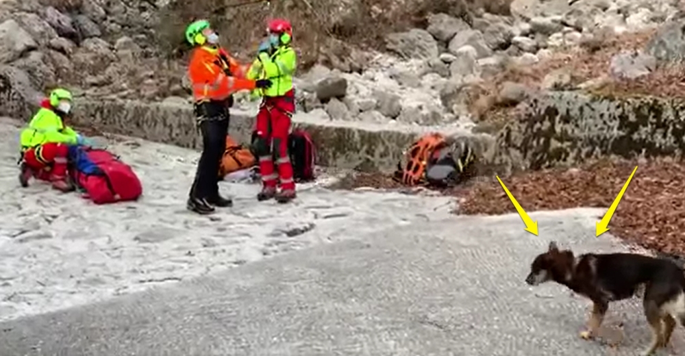 Un perro permanece 7 días en la nieve junto a su dueño herido para cuidarlo y darle calor