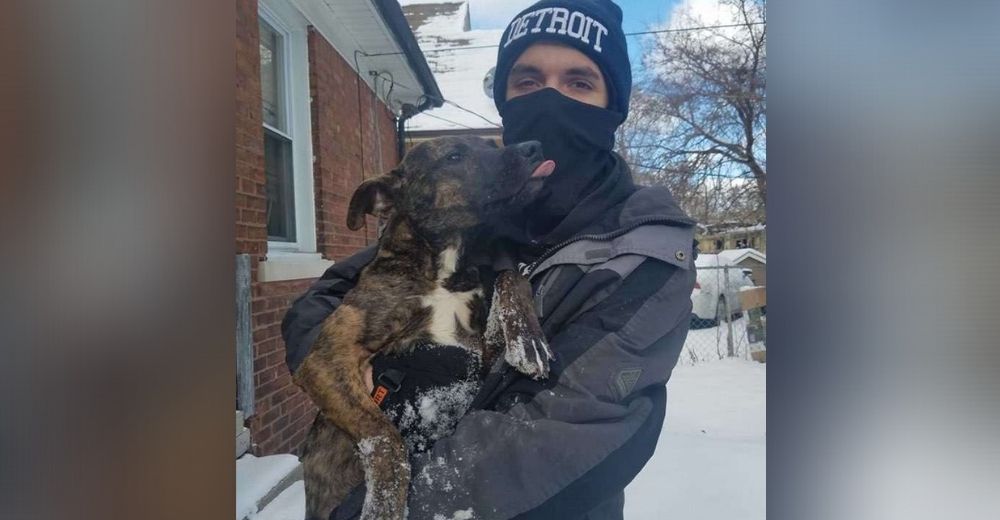 Increpan al dueño de la perrita que fue encadenada y dejada afuera de su casa en plena nevada