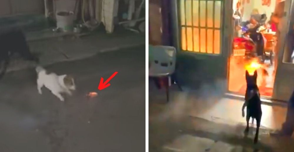 Señalan a la familia del perrito más fiel que luchó contra un petardo encendido en su hocico