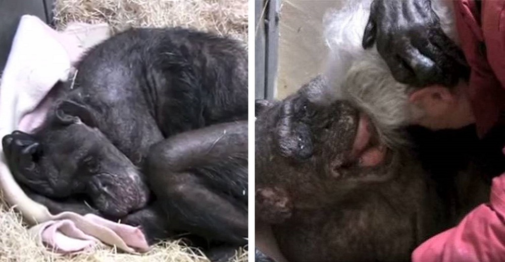 Chimpancé de 59 años no quería probar bocado hasta que reconoce la voz de su antiguo cuidador