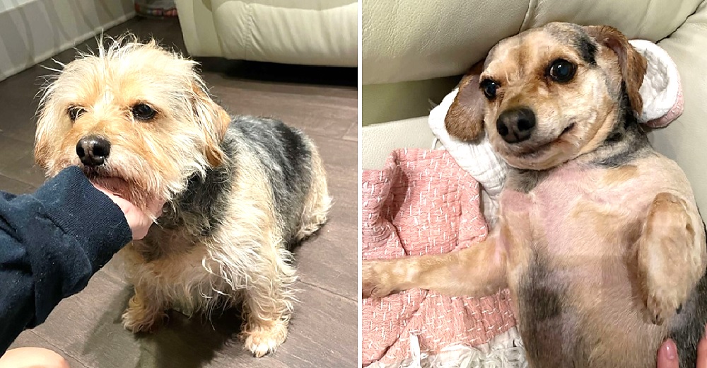 Una perrita queda en shock al descubrir su nuevo corte de pelo hecho por su dueña