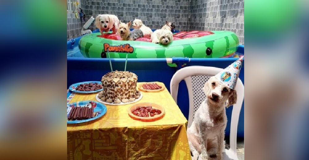 Celebra el cumpleaños de su perro con una fiesta que se convierte en blanco de señalamientos