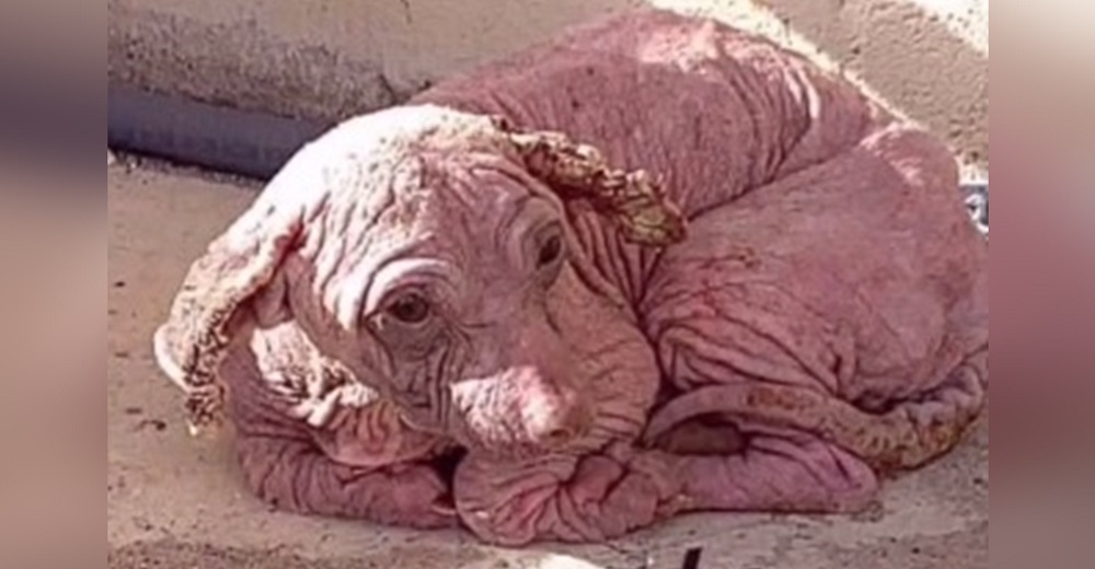 Esperaba su final carcomida por la tiña y la desesperanza, pero un milagro de amor la salvó