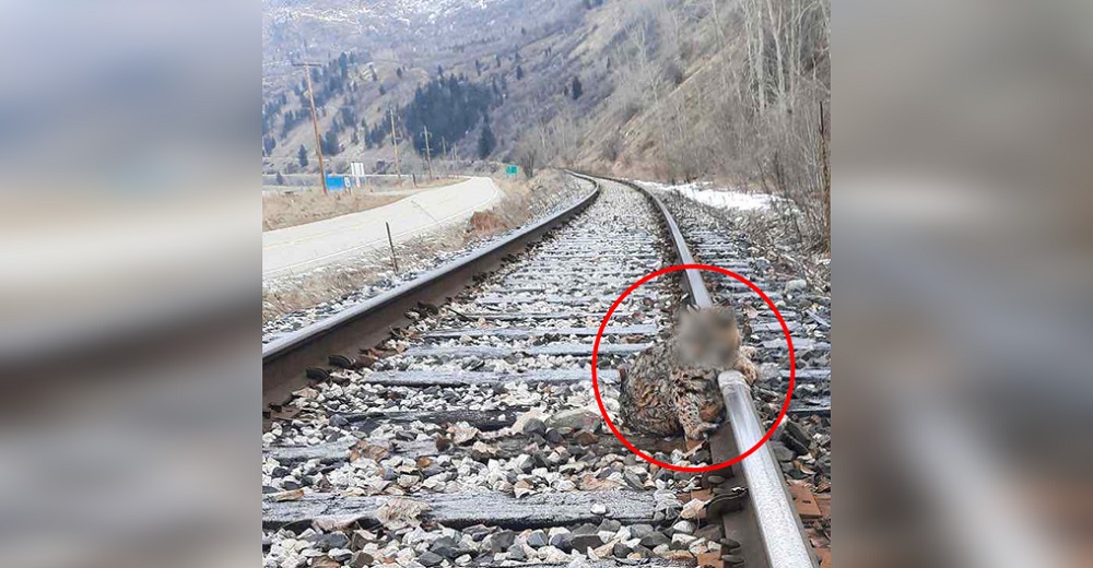 Maquinistas detienen el tren por salvar una criatura congelada y reciben un llamado de su jefe