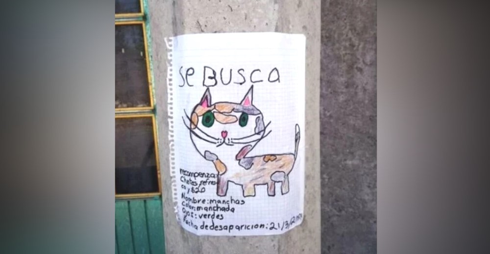 La «dulce» recompensa que ofrece un niño para dar con su gatita desaparecida conmueve al mundo