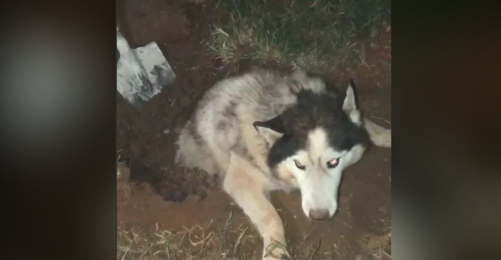 Malvados ladrones sotierran vivo al perrito guardián que luchó para que no robaran su casa