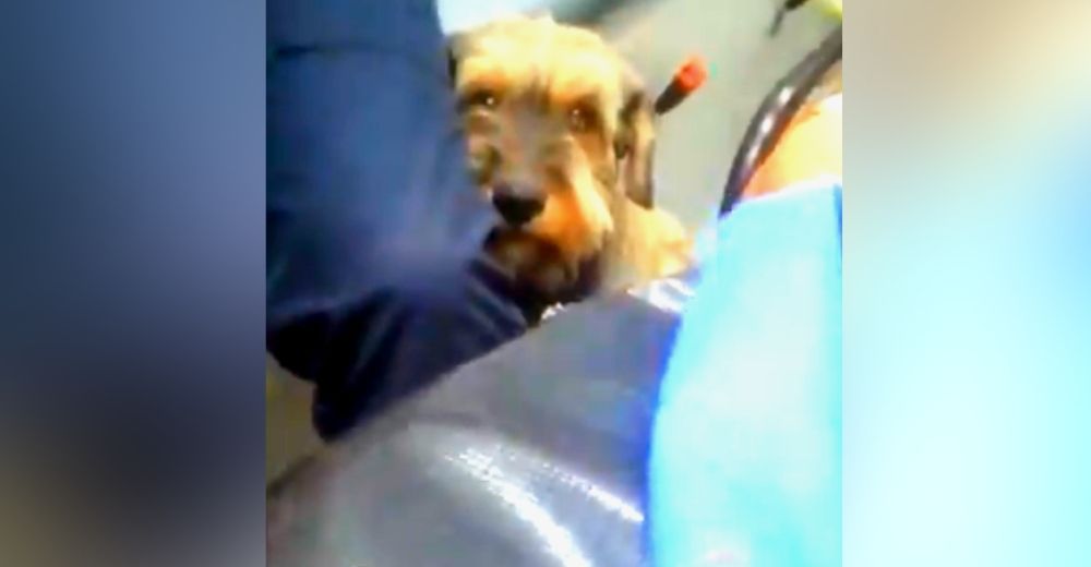 Un perrito corre afligido detrás de la ambulancia en la que trasladaban a su dueño al hospital