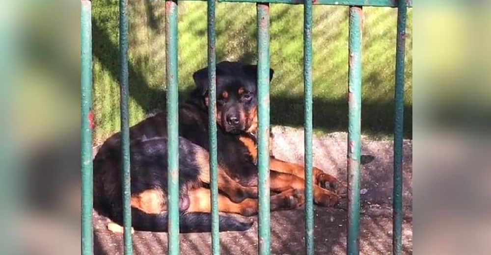 Un zoológico hace pasar a un perro rottweiler por un lobo para exhibirlo y no perder turistas