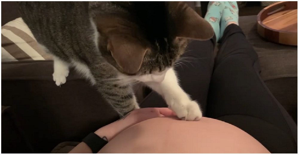 Se viraliza la reacción de un gatito al descubrir el misterioso movimiento en la barriga de mamá