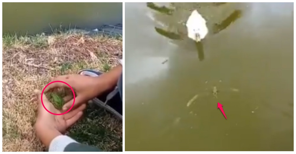 Niño queda con el corazón destrozado después de su esfuerzo por liberar a una ranita en el lago