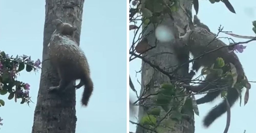 Difunden el video del pobre gato que luchó por buscar cobijo en las ramas, pero quedó congelado