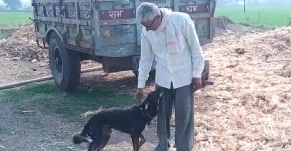 Critican al hombre que heredó sus bienes a su fiel perrito para darles un merecido a sus hijos