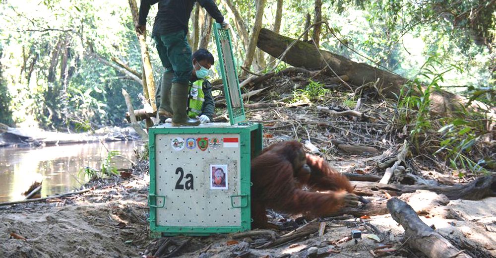 Salvan a 10 orangutanes y emprenden un riesgoso viaje en helicóptero para llevarlos a su hábitat