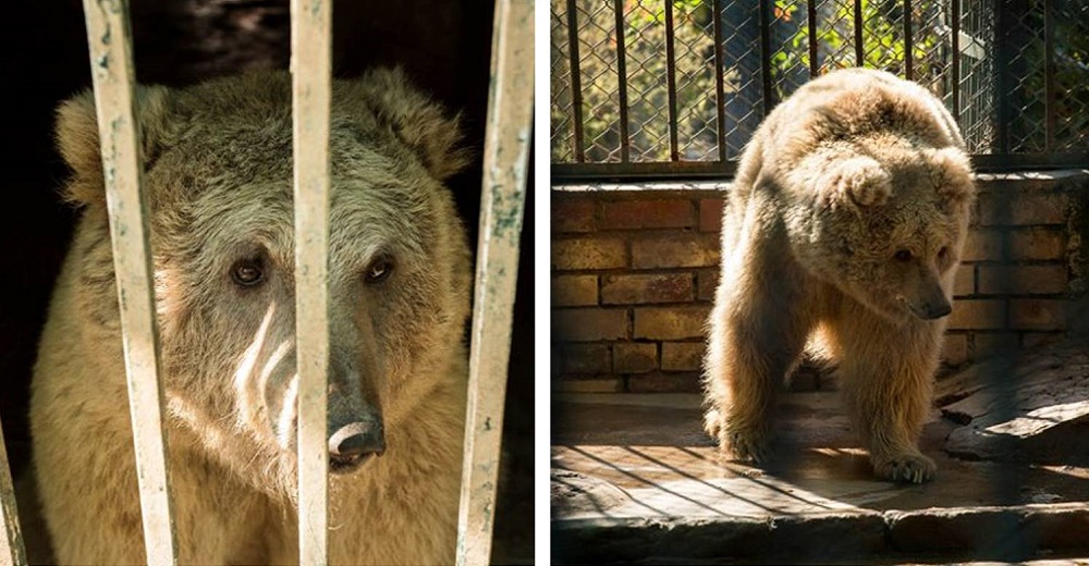 Los 2 últimos animales del peor zoológico del mundo finalmente fueron liberados y rescatados