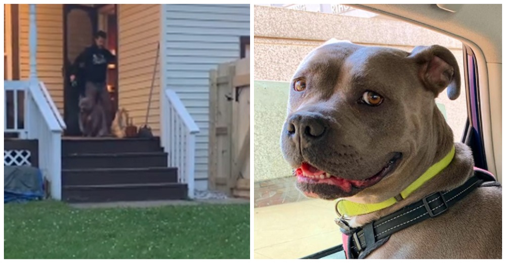 Pitbull con un triste pasado no sabe que al cruzar la puerta podrá correr libre por primera vez