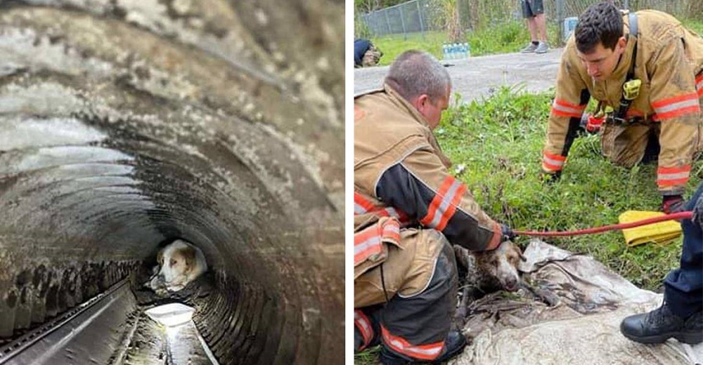 Bomberos pasan horas luchando por salvar a un perro sordo atrapado al fondo de una alcantarilla