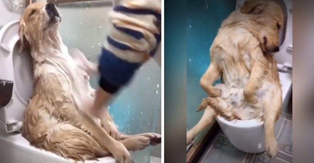 El perrito bañado por su dueña en una postura extraña la convierte en blanco de comentarios