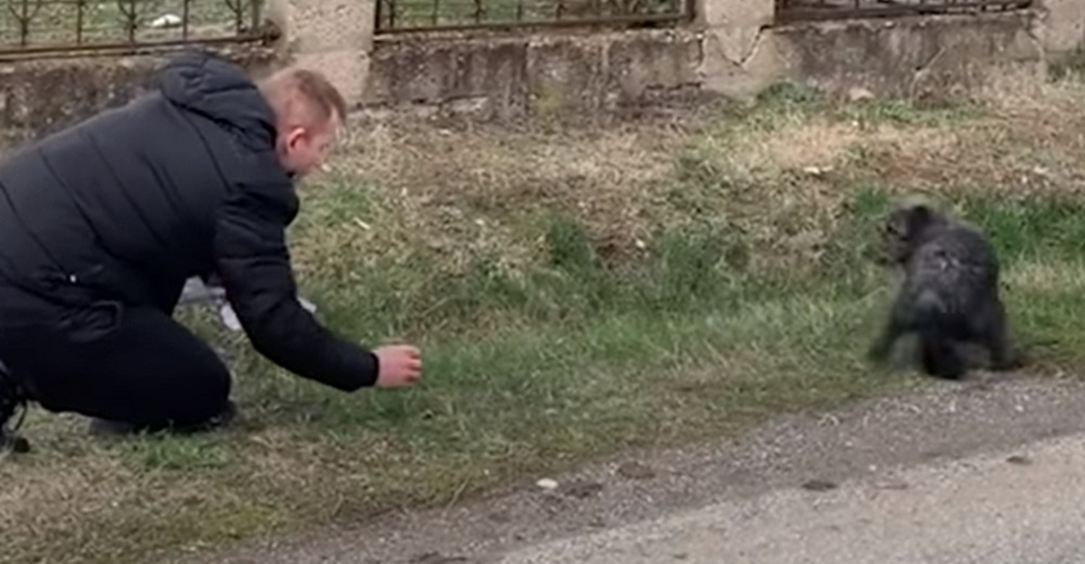 Perrito aterrado al borde del camino termina perdidamente enamorado del hombre que lo salvó