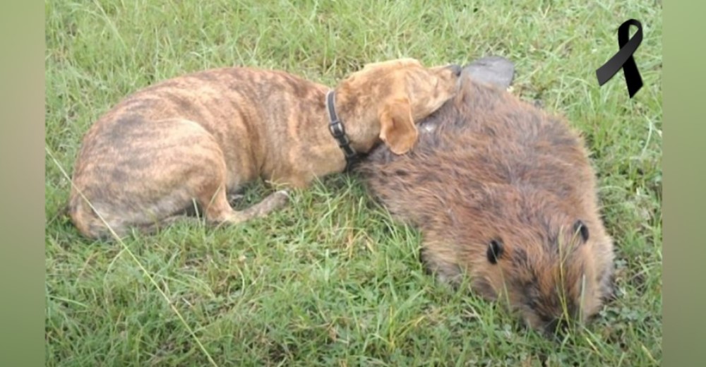 Una perrita llora desconsolada sobre el cuerpo inmóvil del castor que se convirtió en su mejor amigo