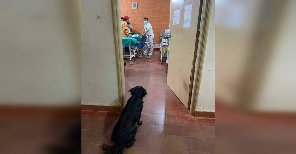 Médico se acerca al perrito que no se movió vigilando desde el pasillo a su paciente anciano