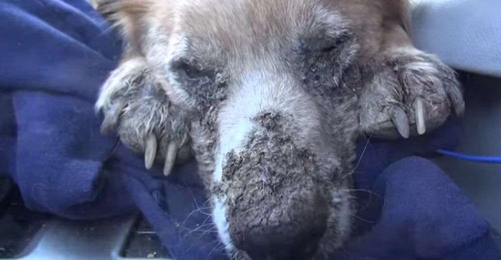 Perrito dejado a su suerte y muy enfermo se relajó y cerró los ojitos cuando se sintió a salvo