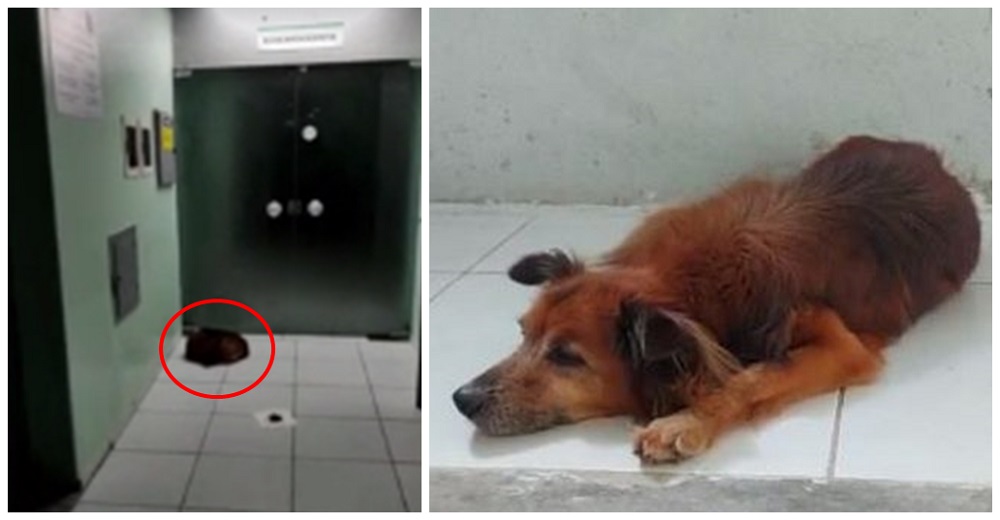 Triste perrito sigue en el pasillo de un hospital negándose a aceptar que su dueño no despertará