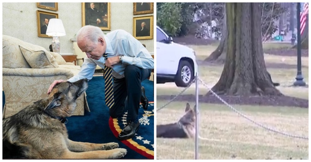 Perritos de Joe Biden son echados de la Casa Blanca tras morder a un miembro de seguridad