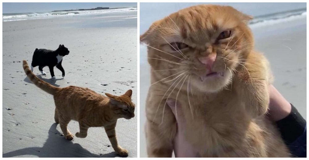 Su gato parecía estar gozando de su primer día de playa, pero él mostró su frustración