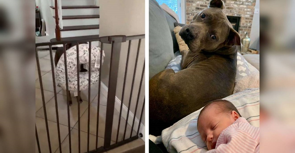 Un pitbull que era el consentido de sus padres actúa cada vez que escucha llorar a la bebé