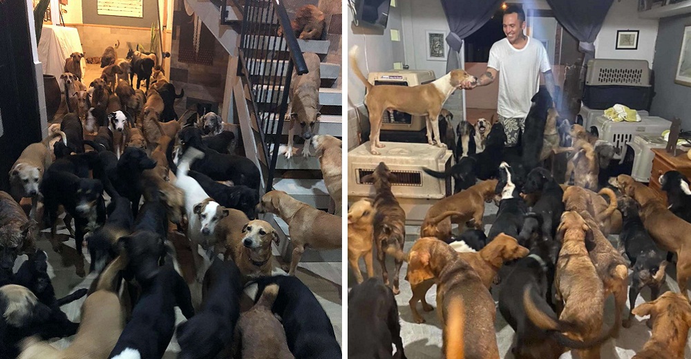 300 perritos invaden la casa de un hombre suplicando ayuda y su acto de amor se hace viral