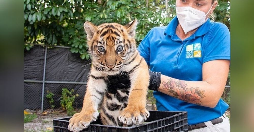 Nace una tigra de Sumatra en un zoológico tras años sin registrar un nacimiento de la especie