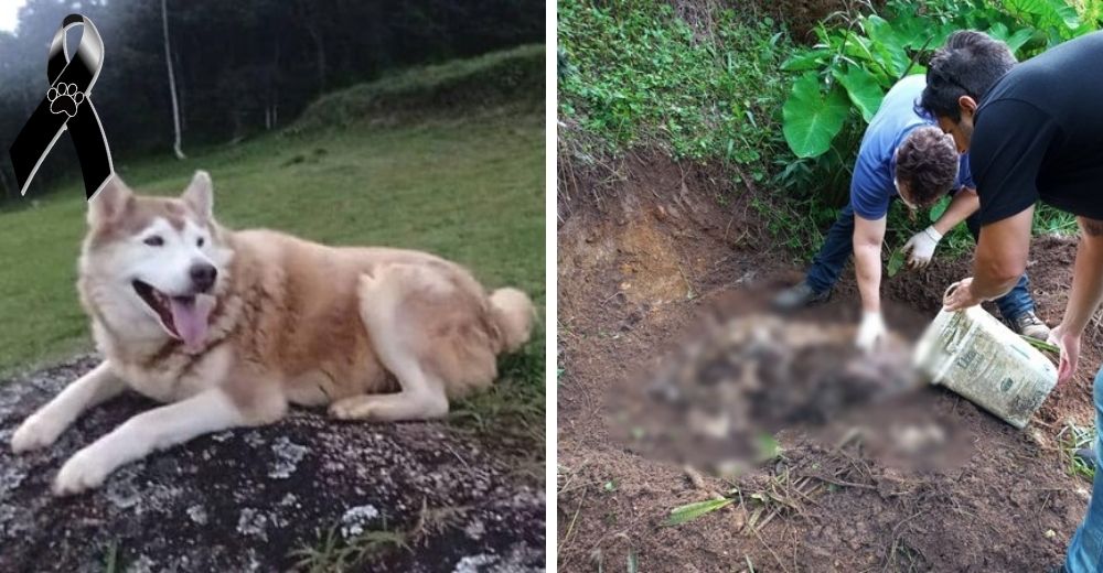 Tras días de angustia hallan a su perro sin vida en el jardín del vecino, ahora exigen justicia