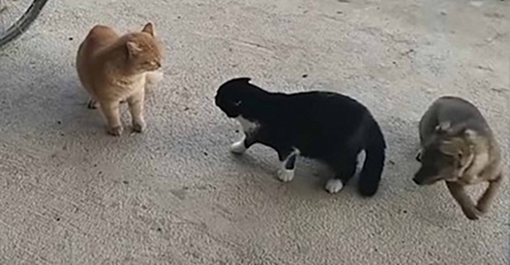 Un perrito ve que dos gatos están a punto de perder su amistad y su reacción se hace viral