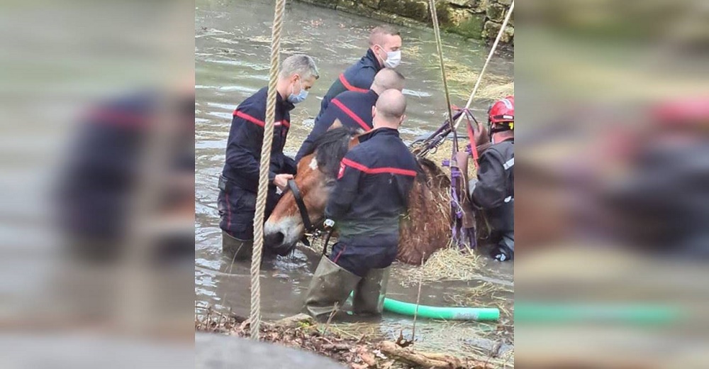 Hacen lo posible por salvar a una yegua que tras emocionarse terminó atrapada en un canal