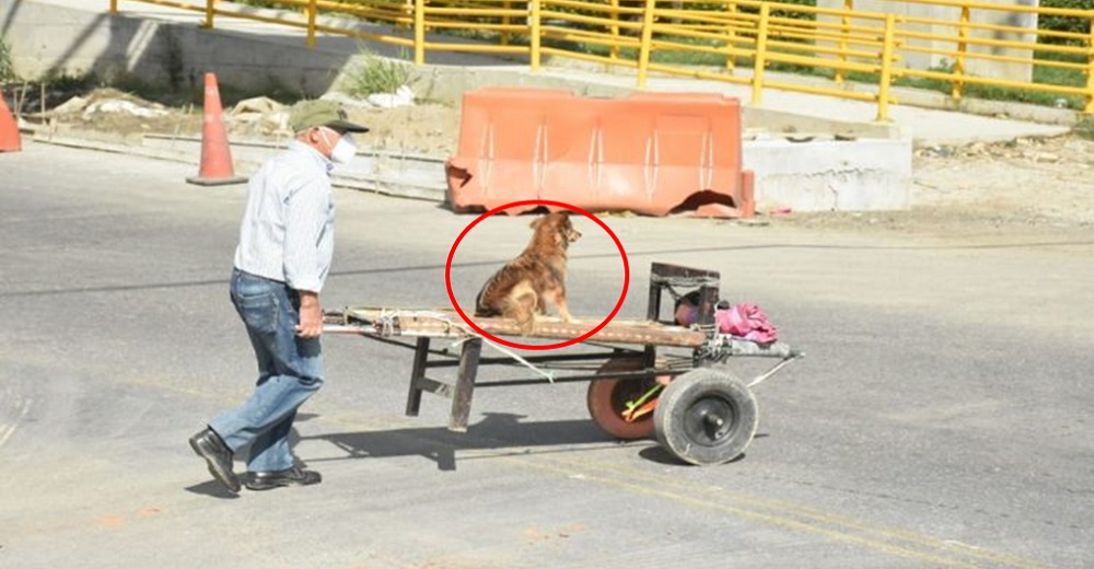 Captan a un abuelito empujando una carretilla con su perrito para para no dejarlo solito