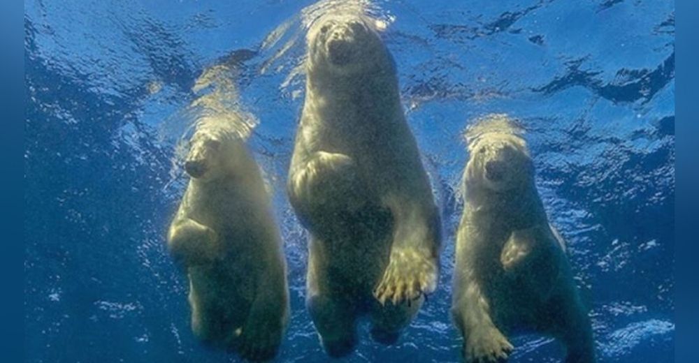 Fotógrafo cumple su «loco sueño» de nadar con osos polares y los animales reaccionan