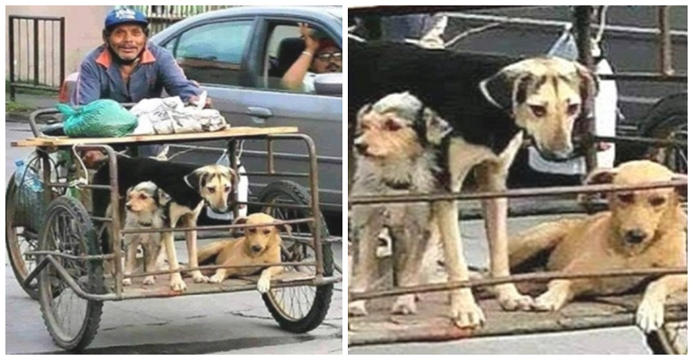 Captan al abuelito obligado a trabajar duramente pero jamás deja solitos a sus perros