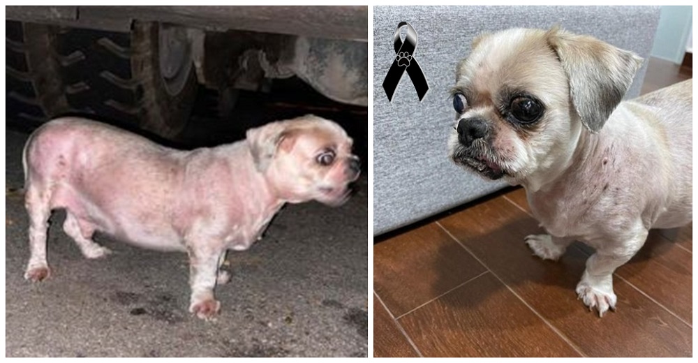 Perrito de 14 años que fue abandonado, fallece a escasos días de ser rescatado