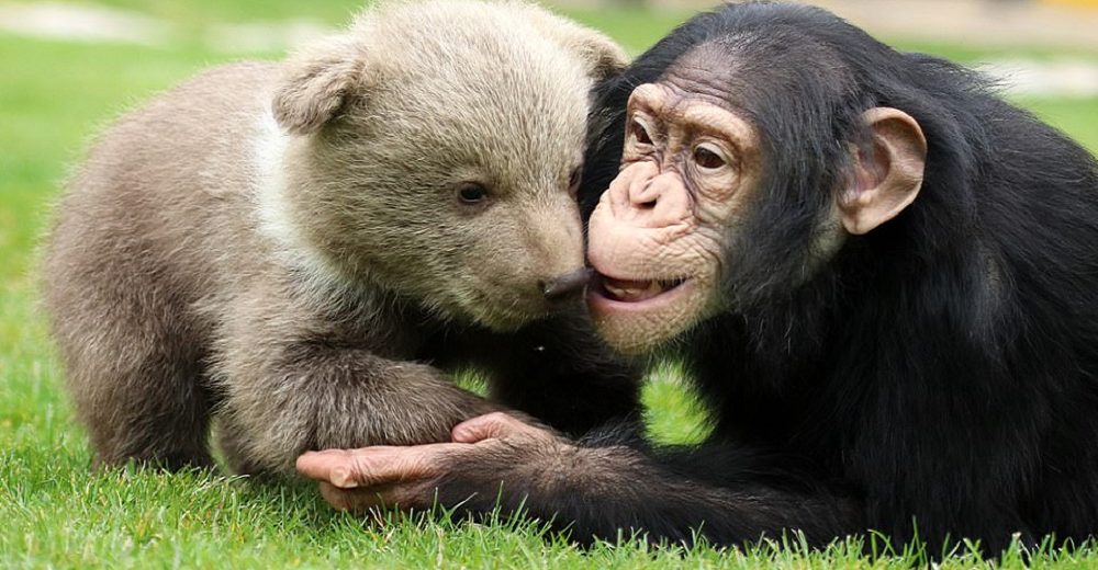 Un chimpancé le ofrece su consuelo a un osito huérfano que llegó al zoológico