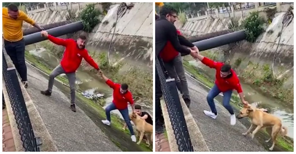 Cachorrito callejero vio su final pero una cadena humana de desconocidos apostó todo por él