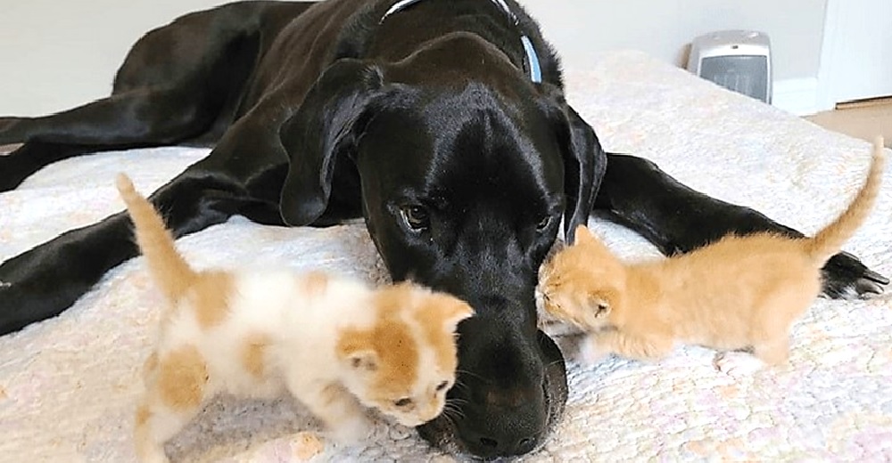 Gran Danés tiene el corazón tan grande como su tamaño, adopta cada gatito vulnerable que conoce