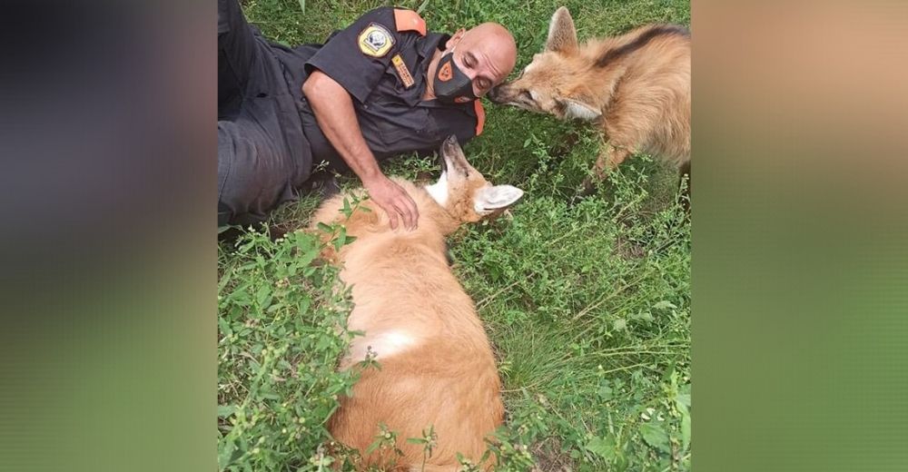 Tres animales salvajes rodean a un policía que patrullaba en su hábitat y él reacciona