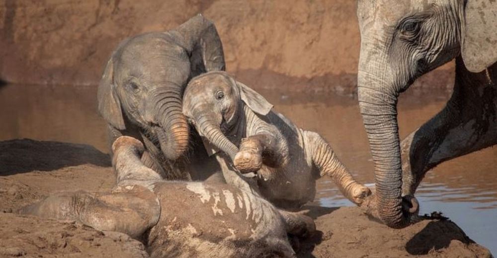 Captan a 2 elefantes bebés mientras se cubrían de barro jugando para huir del calor