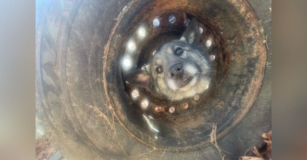 Bomberos luchan por liberar a una perrita atorada en una rueda, lloraba rogando ser salvada