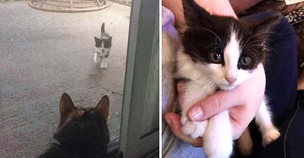 Gatito callejero desamparado maúlla para exigir que se apiaden de él y le abran la puerta