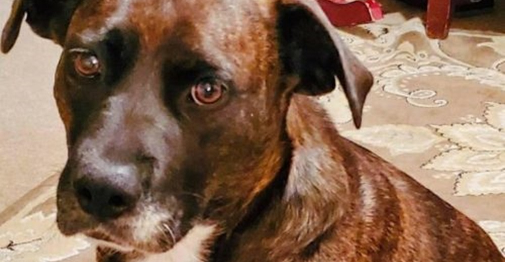 Ve la foto de una perrita con la mirada más triste y de inmediato la busca para ayudarla